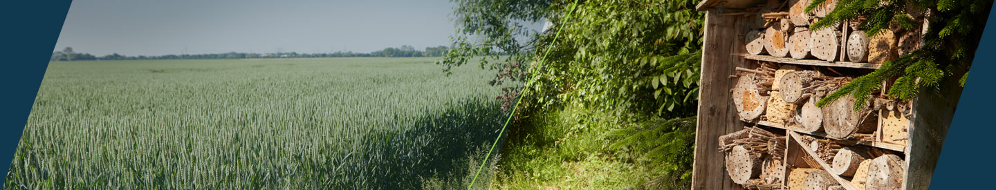 Bijenhotel Damianshof